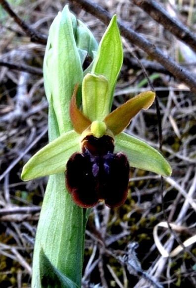 Ophrys sphegodes 0006.JPG