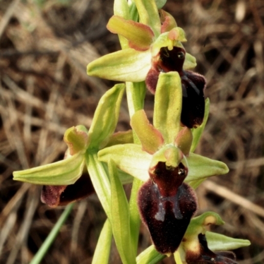 Ophrys sphegodes 0010 30.3.JPG