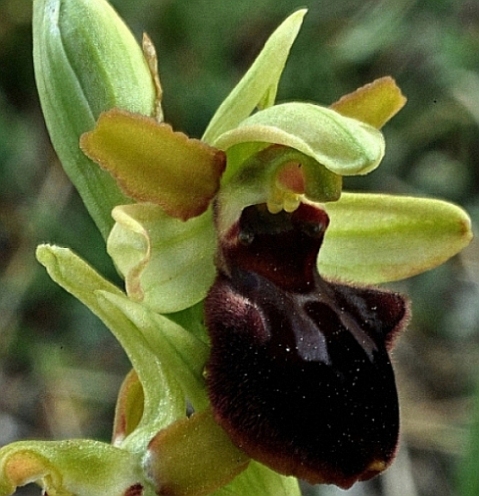 Ophrys sphegodes 0007 30.3.JPG