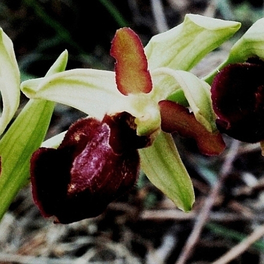 Ophrys sphegodes 5613 - Copia.JPG