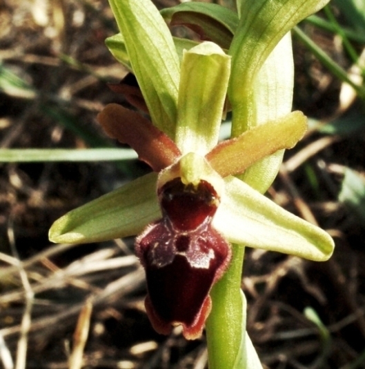 Ophrys sphegodes 5615 - Copia.JPG