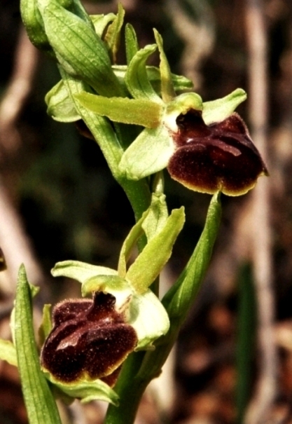 Ophrys sphegodes 5623 - Copia -.JPG