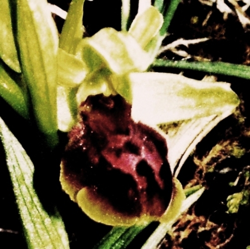 Ophrys sphegodes 5648 - Copia.JPG