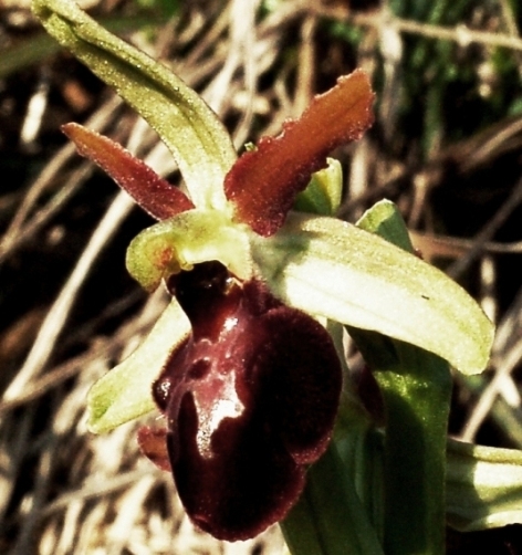 Ophrys sphegodes 5665.JPG
