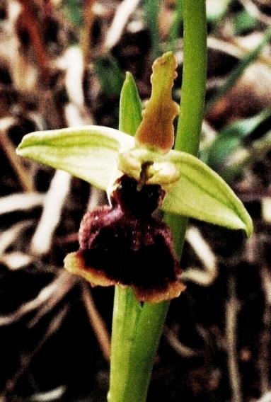 Ophrys sphegodes 5644 - Copia.JPG