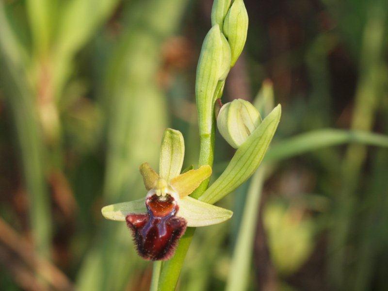 ophrys brutia 10.jpg