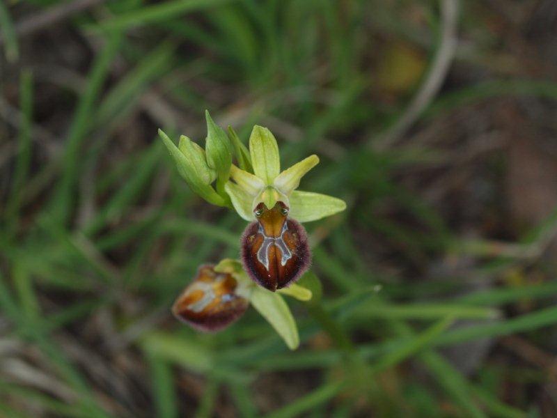 ophrys brutia 26.jpg