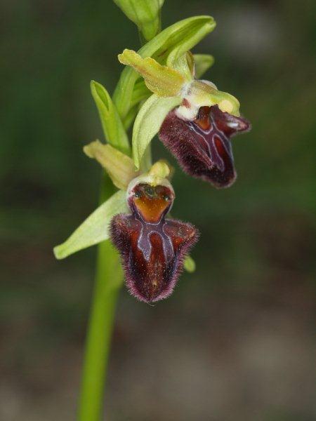 ophrys brutia 31.jpg
