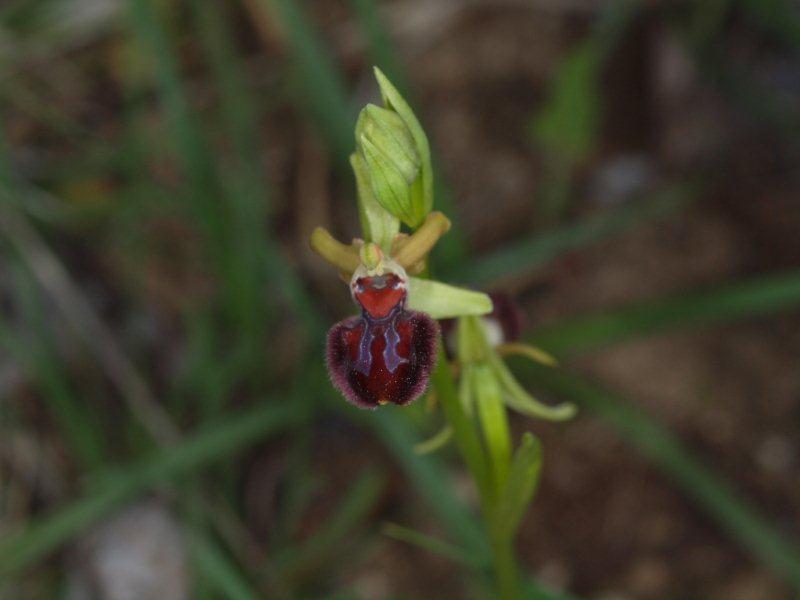 ophrys brutia39.jpg