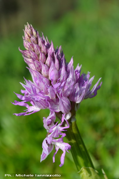 orchis italica, 30 marzo 2012.jpg