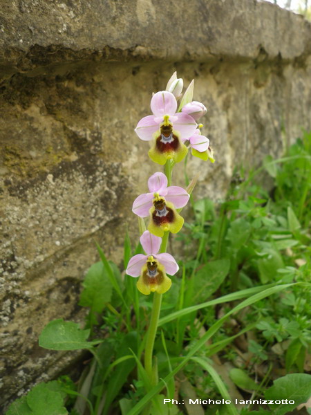 O tenthredinifera, 2 marzo 2012.jpg