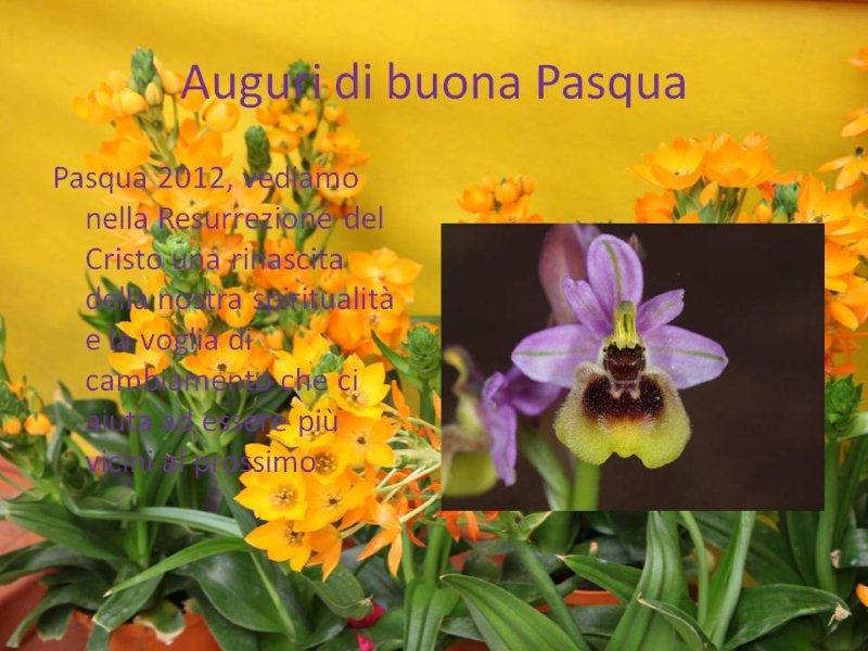 Auguri di buona Pasqua.jpg