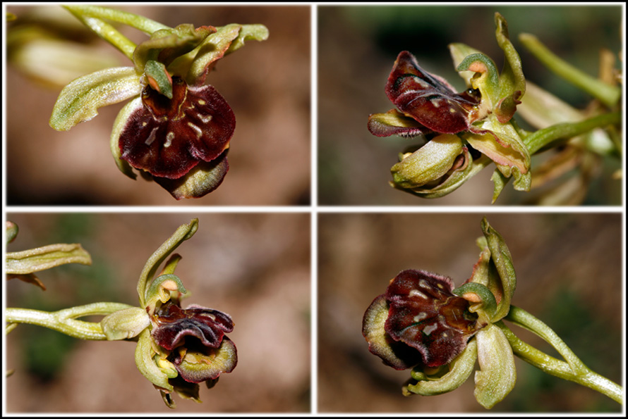 Ophrys  lusus.jpg