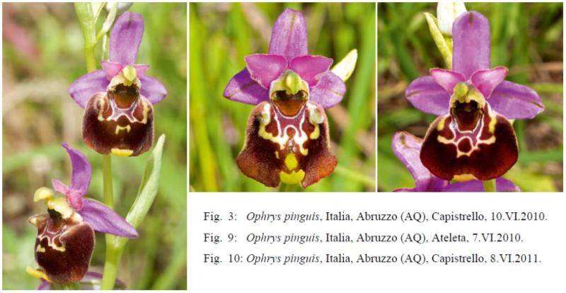 Ophrys pinguis.JPG