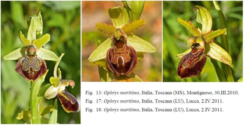 Ophrys maritima.JPG