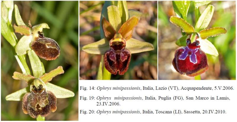 Ophrys minipassionis.JPG