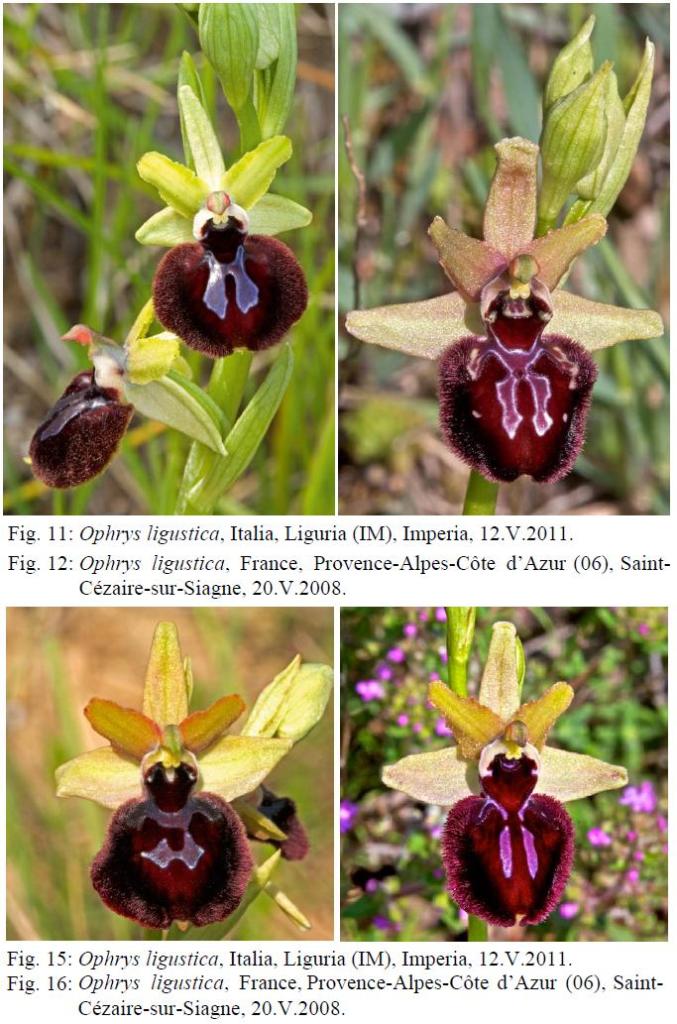 Ophrys ligustica.JPG