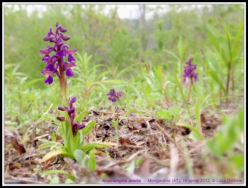 Anacamptis morio 1.JPG