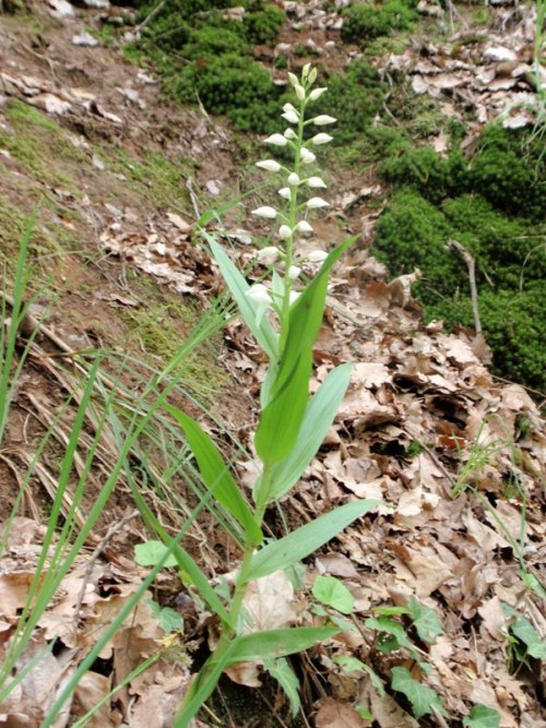 C.longifolia 1.jpg