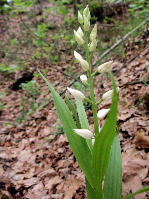 C.longifolia 2.jpg