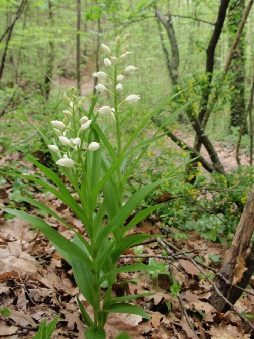 C.longifolia 3.jpg