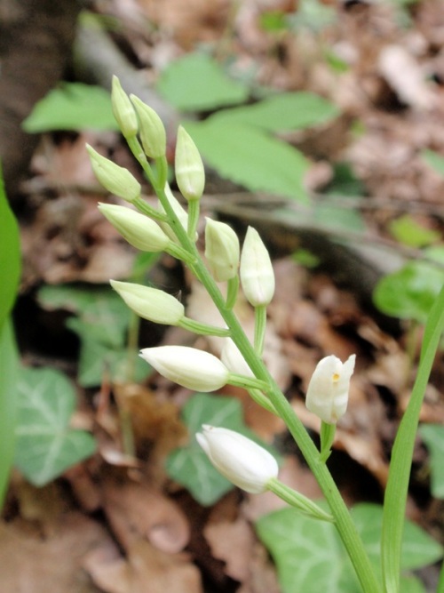 C.longifolia 6.jpg