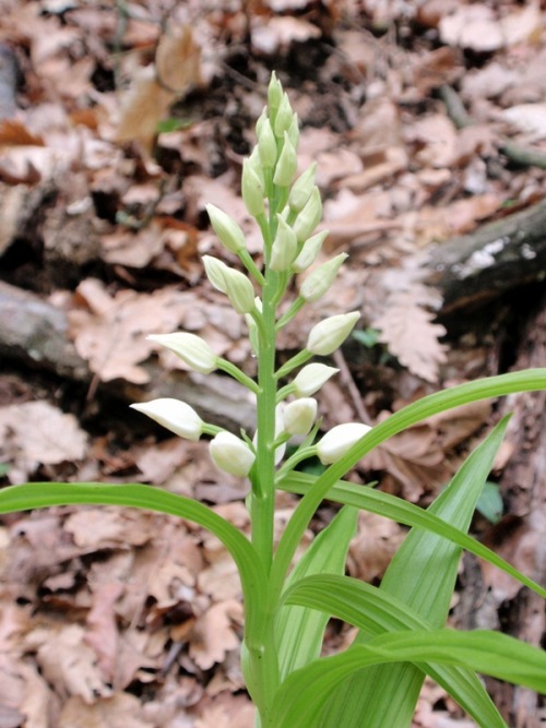 C.longifolia 8.jpg