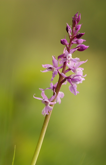 O. mascula speciosa 1.JPG