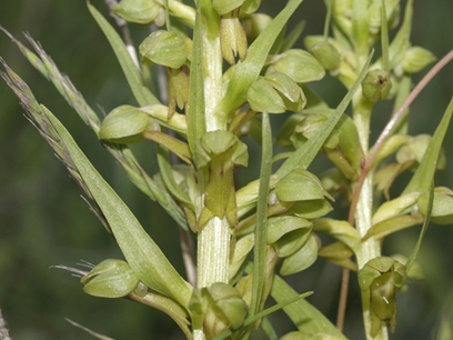 coeloglossum virid.jpg