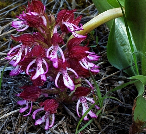 Orchis purpurea x O. simia 5810 - Copia.JPG