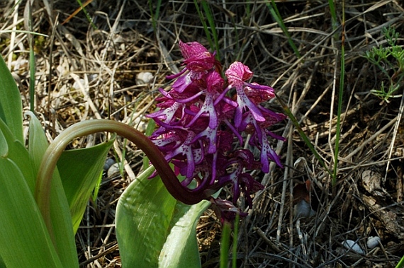 Orchis purpurea x O. simia 5820.JPG