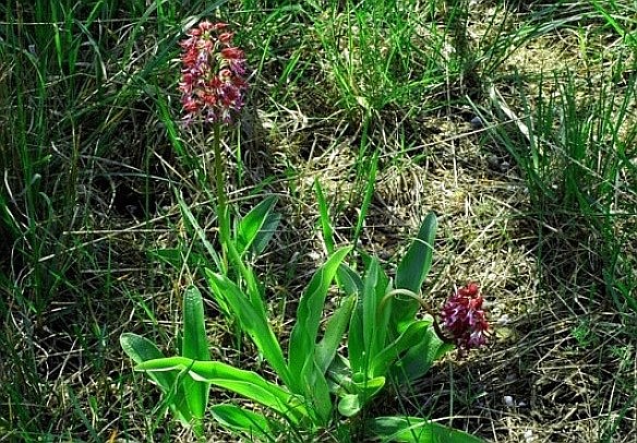 Orchis purpurea x O. simia 5819.JPG