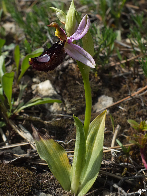 DSCF5331.jpg
