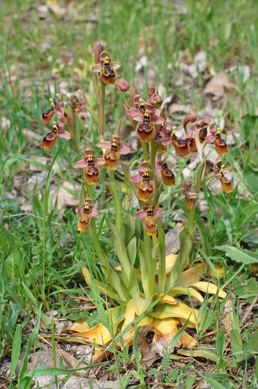 Ophrys xheraultii (1).jpg