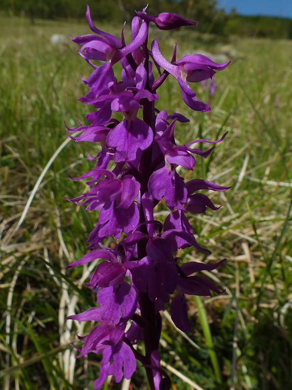 DSCF5165.JPG
