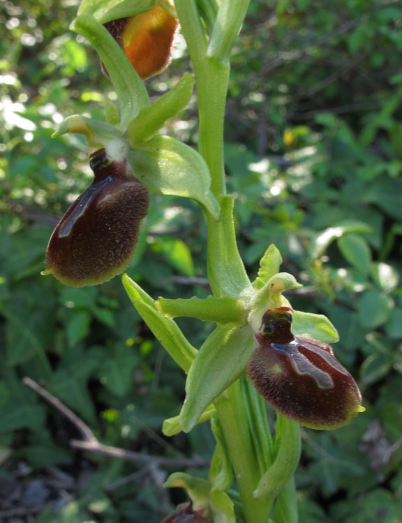 Ophrys archipelagi 2.jpg
