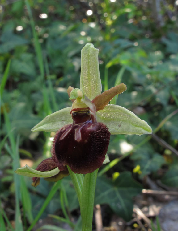 Ophrys archipelagi 3.jpg