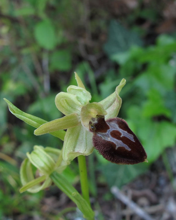 Ophrys archipelagi 4.jpg
