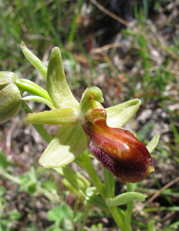 Ophrys archipelagi 5.jpg