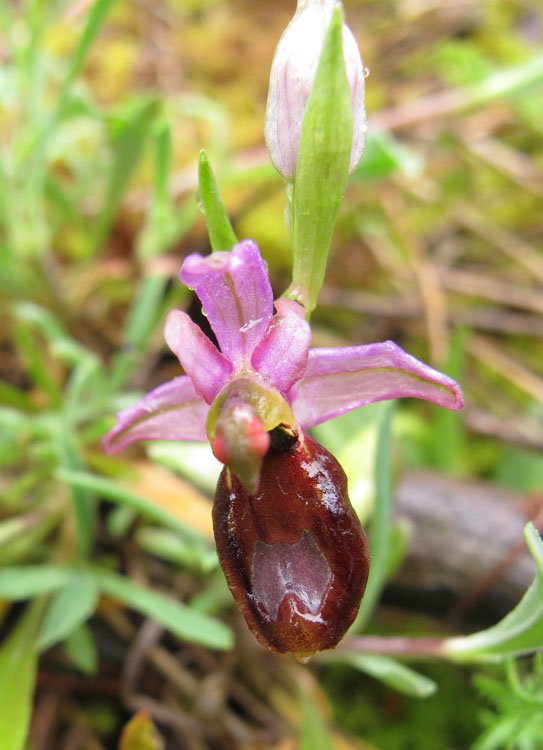 Ophrys flavicans 1.jpg