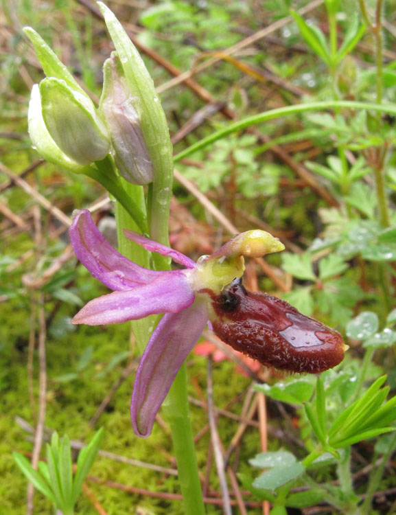 Ophrys flavicans 2.jpg