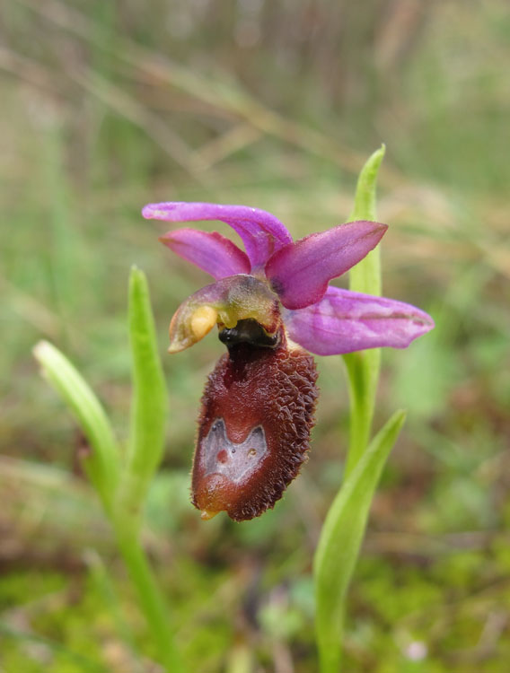Ophrys flavicans 3.jpg