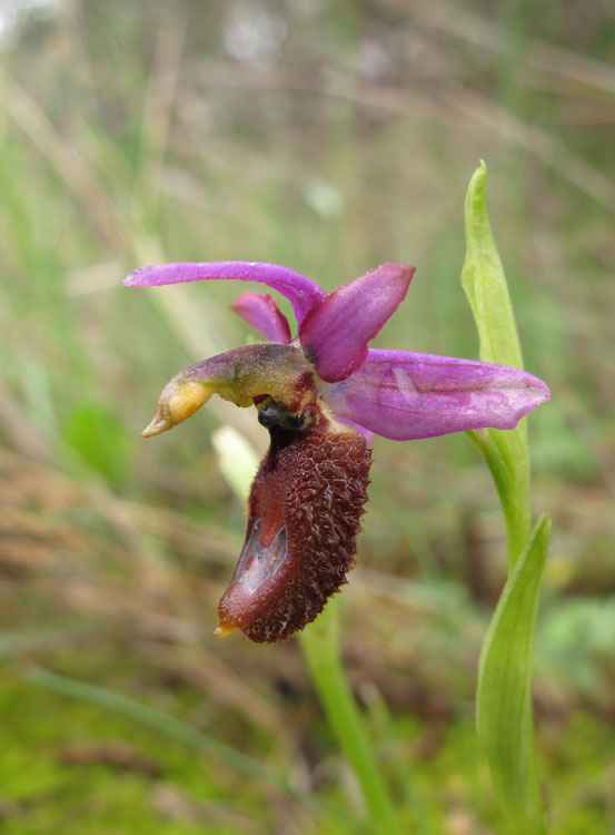 Ophrys flavicans 4.jpg