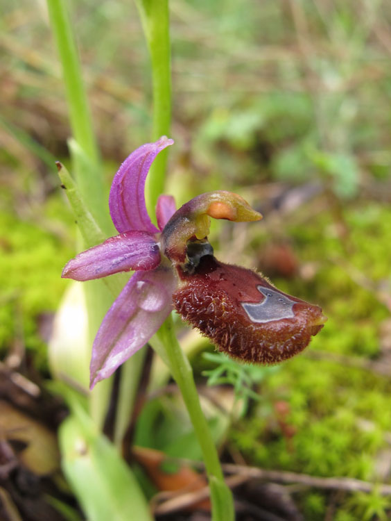 Ophrys flavicans 5.jpg