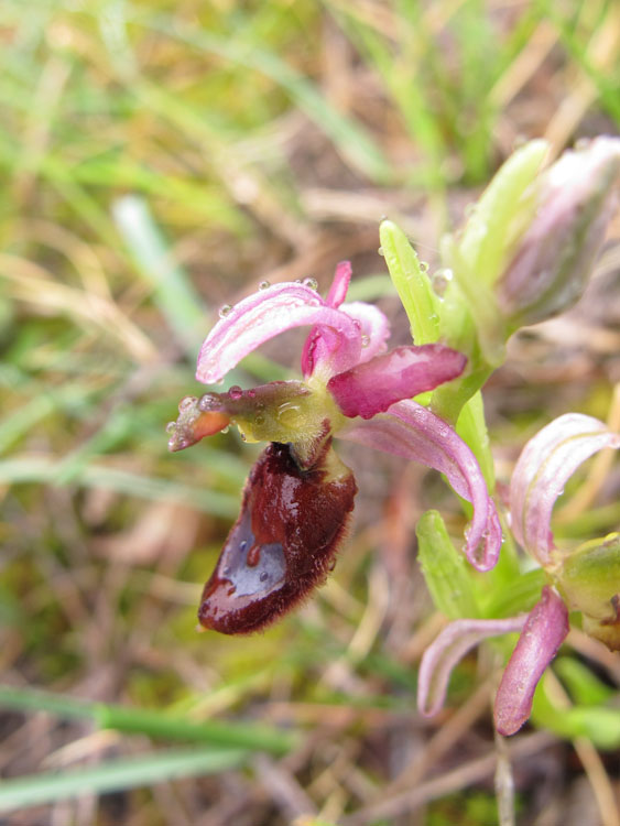 Ophrys flavicans 6.jpg