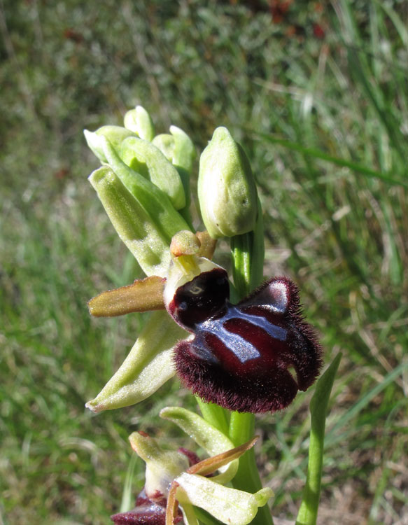 Ophrys incubacea 1.jpg