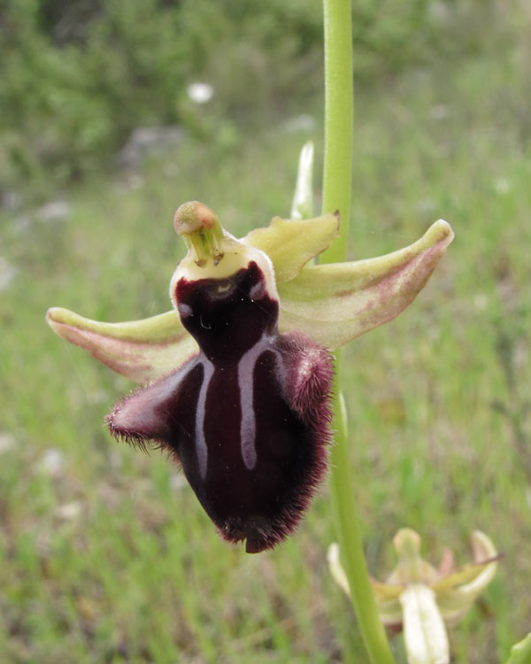 Ophrys incubacea 2.jpg