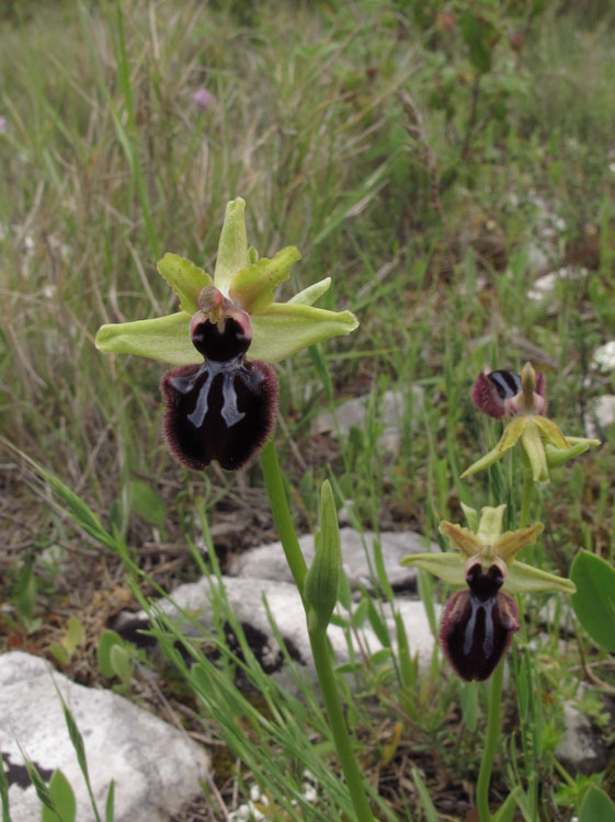 Ophrys incubacea 3.jpg