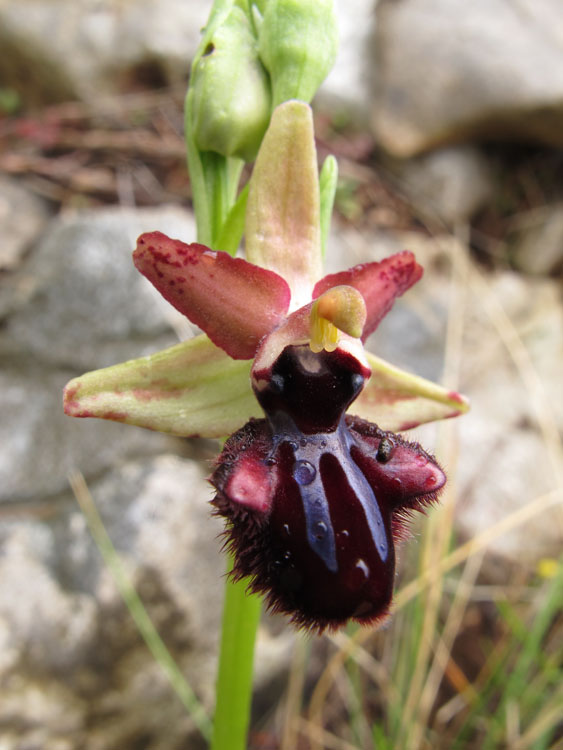 Ophrys incubacea 4.jpg