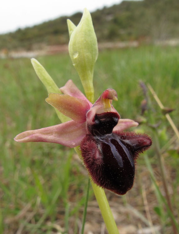 O. incubacea var. dianensis.jpg